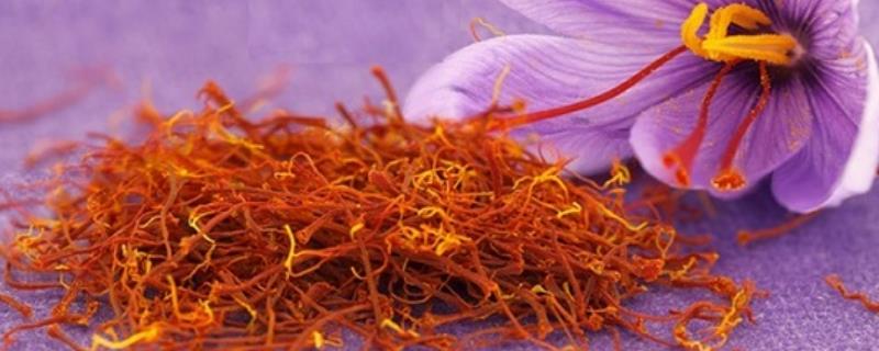 藏红花的种类，常见的有荷兰番红花、黄番红花等