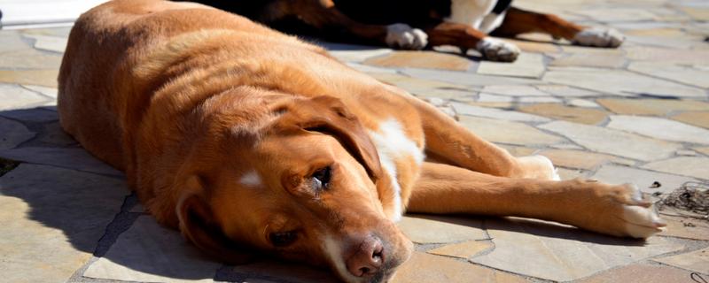 犬猫肥胖症简介，是一种常见的营养相关性疾病