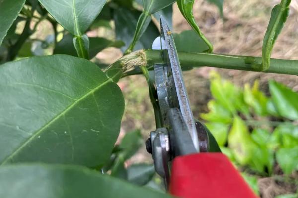 盆栽金枣如何养殖，生长期间每隔半个月追施一次肥液