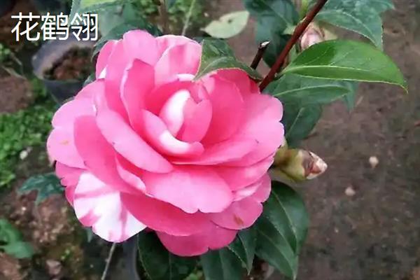 山茶花的开放时间，通常是11月份左右