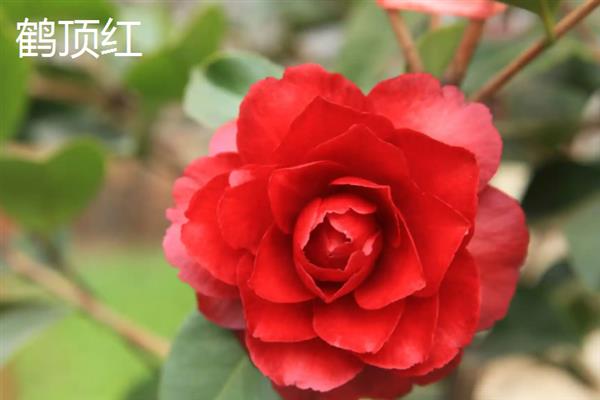 山茶花的开放时间，通常是11月份左右