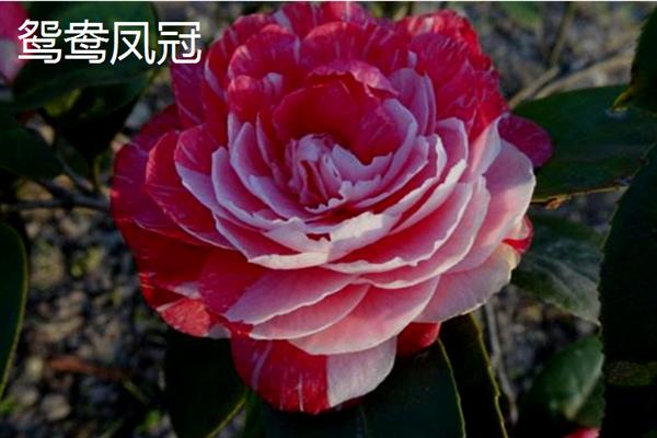 山茶花的开放时间，通常是11月份左右