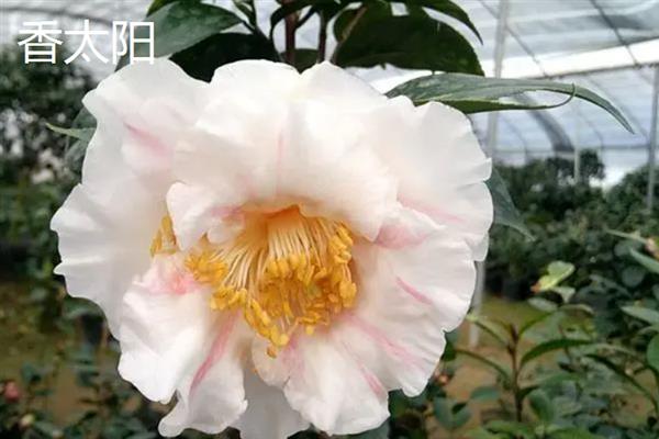 山茶花的开放时间，通常是11月份左右