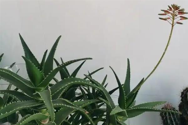 芦荟多久可以开一次花，刚栽种五年后才会开花