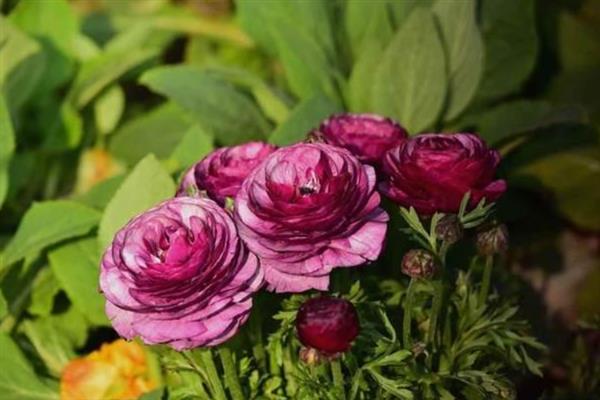 洋牡丹什么时候开花，花期在每年春季4-5月份