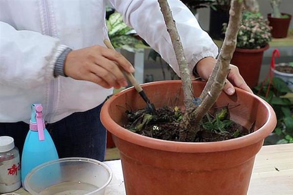 牡丹花家养种植方法，最好放在庭院或者向阳的窗台养护