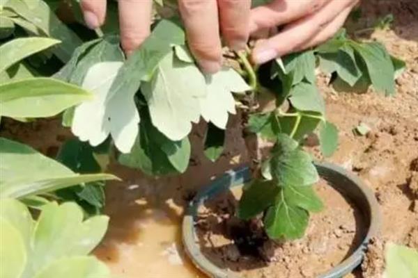 牡丹花家养种植方法，最好放在庭院或者向阳的窗台养护