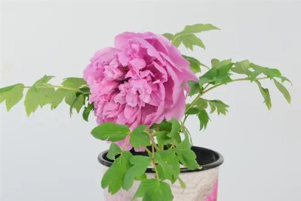 牡丹花家养种植方法，最好放在庭院或者向阳的窗台养护