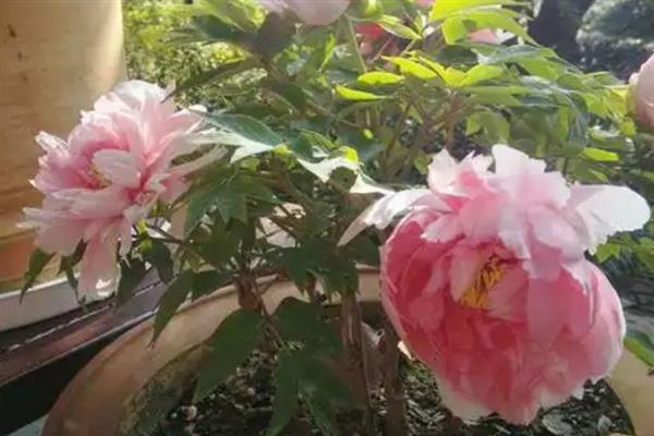 牡丹花家养种植方法，最好放在庭院或者向阳的窗台养护