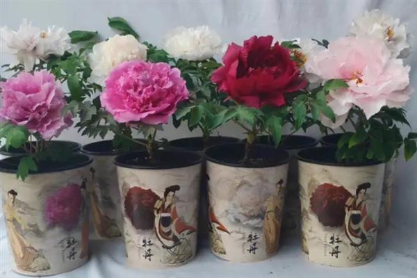 牡丹花家养种植方法，最好放在庭院或者向阳的窗台养护