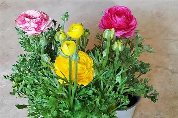 洋牡丹什么时候开花，花期在每年春季4-5月份