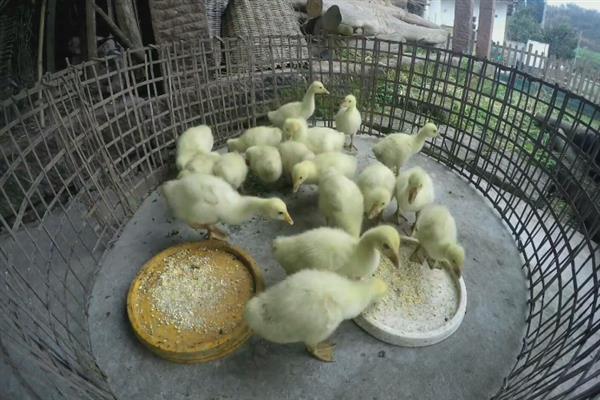 小鹅晚上要喝水吗，小鹅晚上是需要喝水的