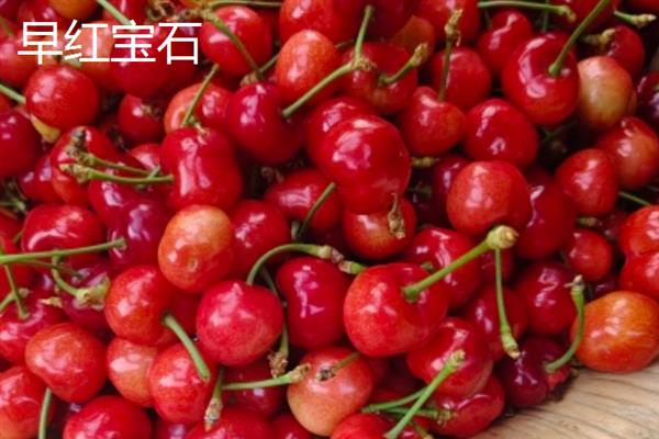 无需授粉的树樱桃品种，有早红宝石、乌克兰2号等