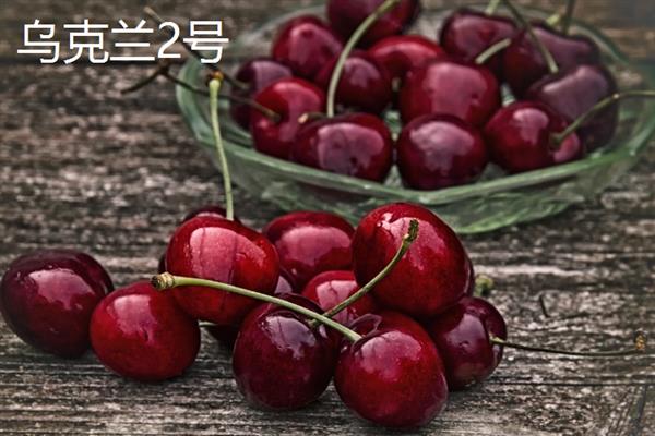 无需授粉的树樱桃品种，有早红宝石、乌克兰2号等