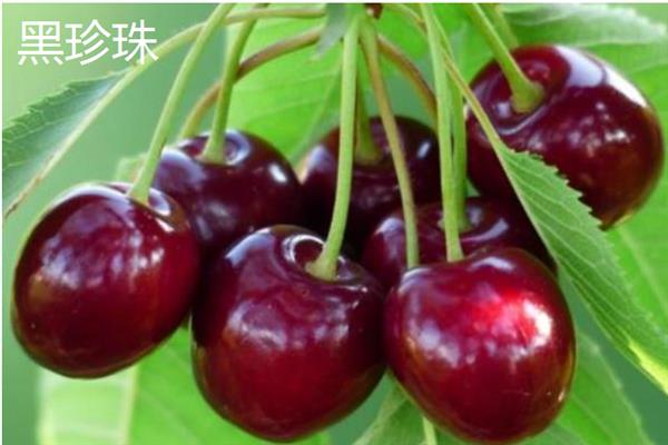 无需授粉的树樱桃品种，有早红宝石、乌克兰2号等