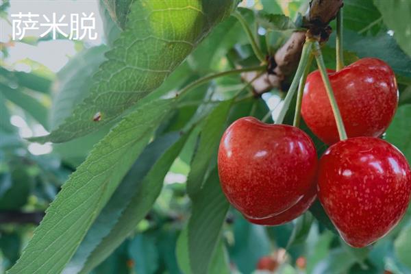 无需授粉的树樱桃品种，有早红宝石、乌克兰2号等