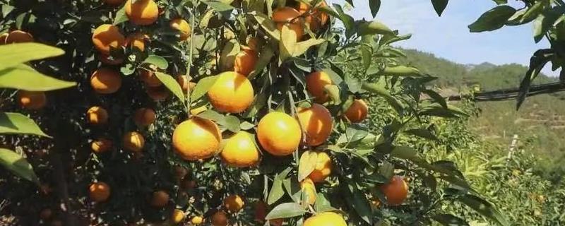 沃柑的种植管理方法，果实成熟期要注意控制水分