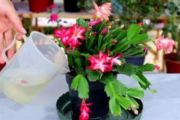 蟹爪莲开完花以后要修剪吗，蟹爪莲开花后要修剪