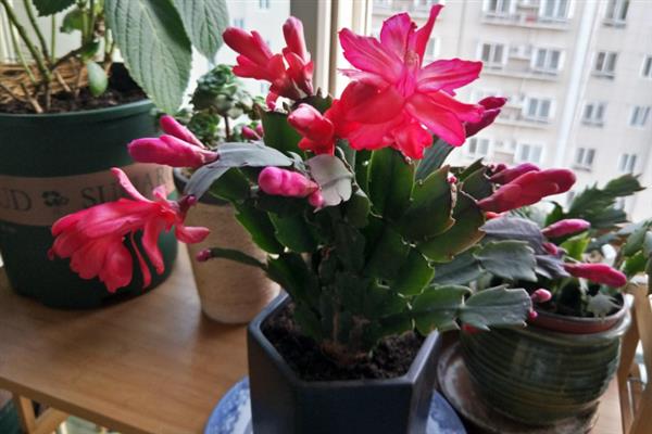 蟹爪莲开完花以后要修剪吗，蟹爪莲开花后要修剪