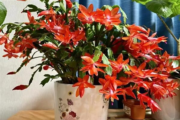 蟹爪莲开完花以后要修剪吗，蟹爪莲开花后要修剪