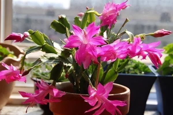 蟹爪莲开完花以后要修剪吗，蟹爪莲开花后要修剪