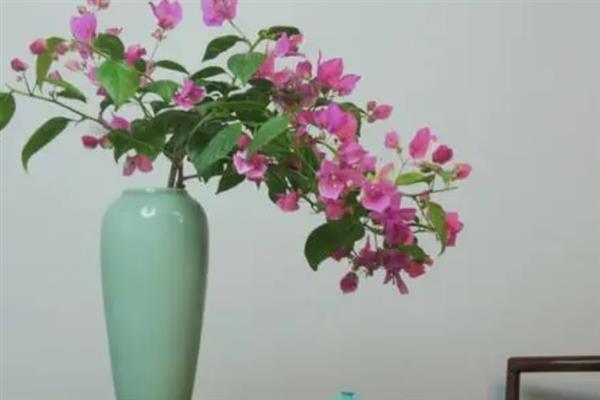 三角梅如何水培，使用透明的玻璃容器养护为佳