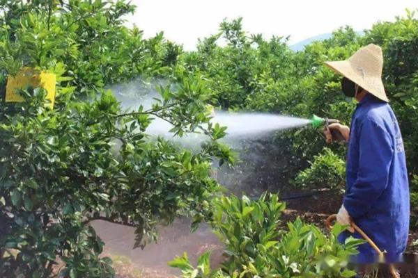 沃柑的种植管理方法，果实成熟期要注意控制水分