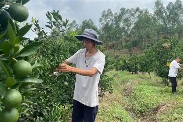 沃柑的种植管理方法，果实成熟期要注意控制水分
