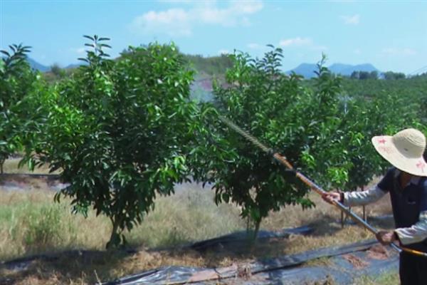 沃柑的种植管理方法，果实成熟期要注意控制水分