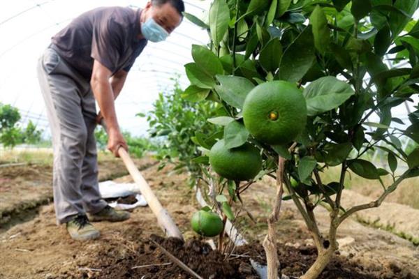 沃柑的种植管理方法，果实成熟期要注意控制水分