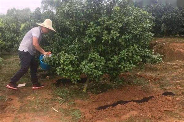 沃柑的种植管理方法，果实成熟期要注意控制水分