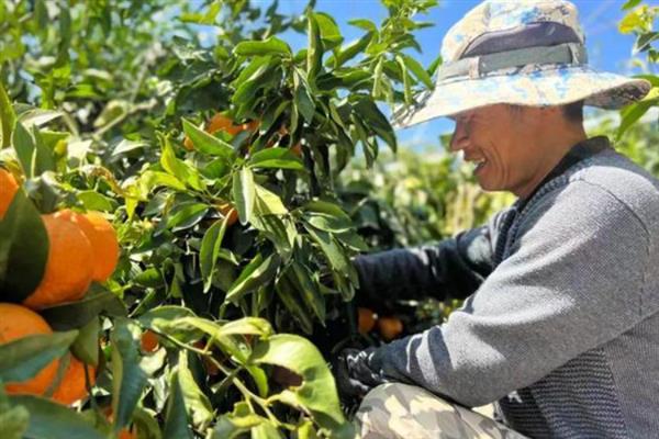 沃柑的种植管理方法，果实成熟期要注意控制水分