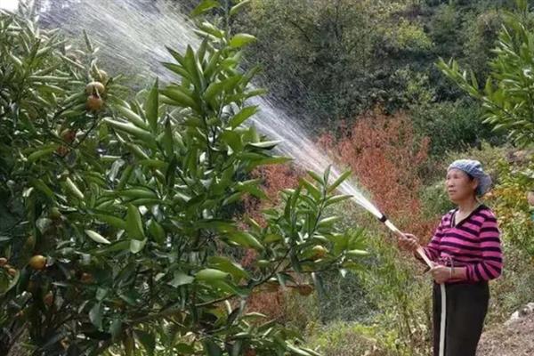 沃柑的种植管理方法，果实成熟期要注意控制水分