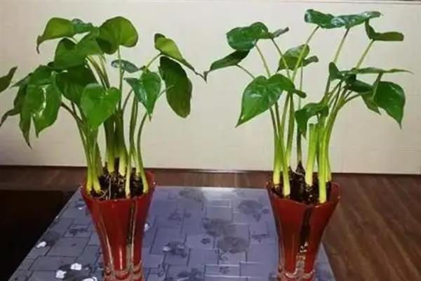 滴水观音的分株方法，通常在每年的春天进行