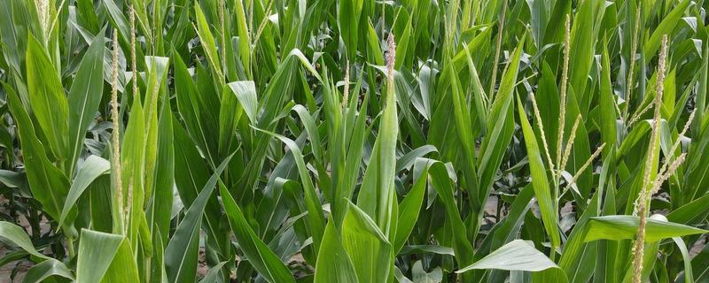 3月份能种玉米吗，与所在地区的温度有关