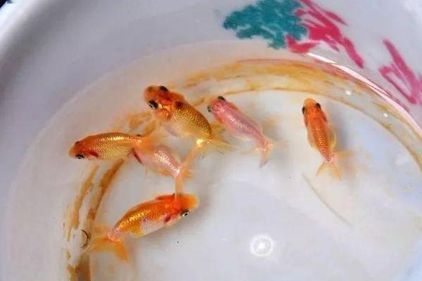 金鱼繁殖的条件及方法，18-25℃的水温最适宜金鱼繁殖