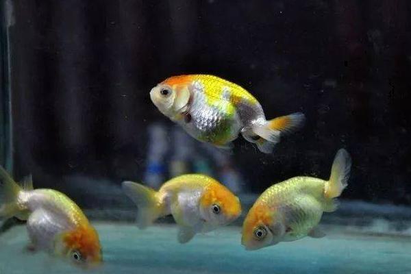 金鱼繁殖的条件及方法，18-25℃的水温最适宜金鱼繁殖