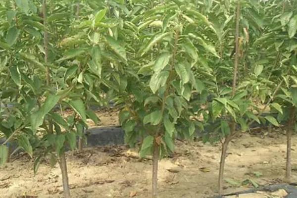 美早樱桃苗的简介，平均单果重11.3克