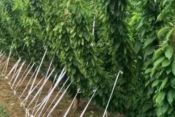 美早樱桃苗的简介，平均单果重11.3克