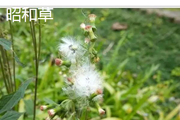 靠风传播的植物有哪些，常见的有蒲公英、大蓟等