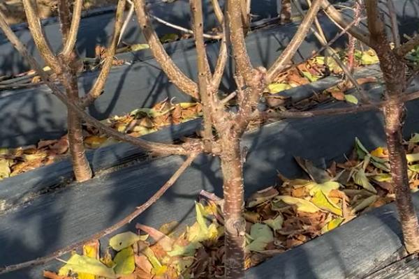 美早樱桃苗的简介，平均单果重11.3克