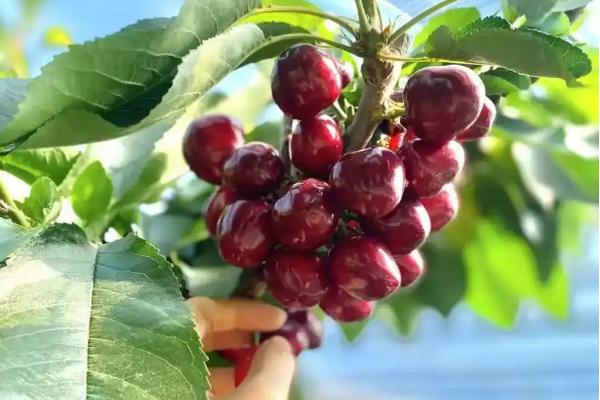美早樱桃苗的简介，平均单果重11.3克