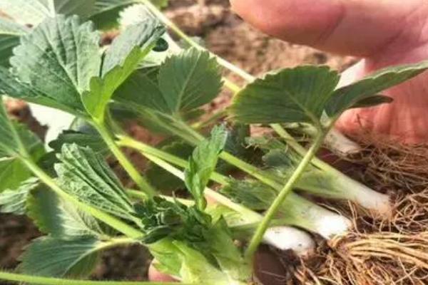美早樱桃苗的简介，平均单果重11.3克