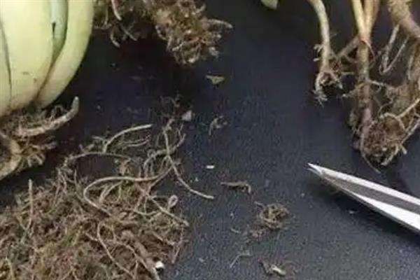 白菊多肉怎么快速服盆，将其养护在温暖通风处