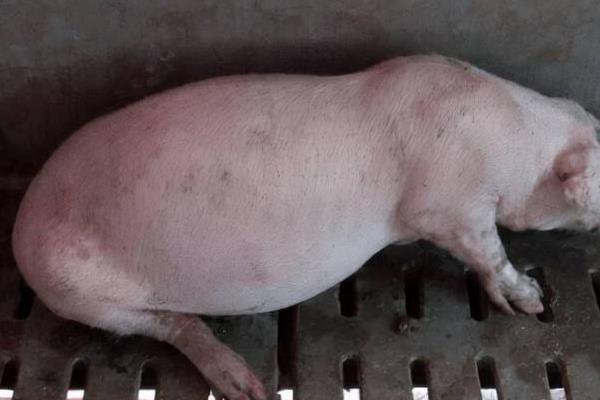 仔猪胀气的原因，可能是运动不足、青绿饲料喂的较少等