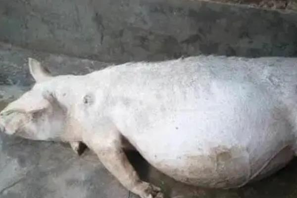 仔猪胀气的原因，可能是运动不足、青绿饲料喂的较少等