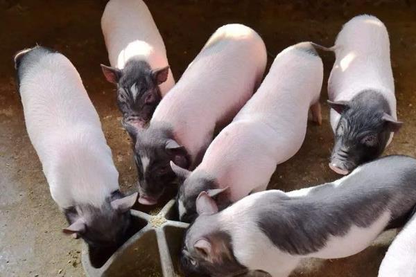仔猪胀气的原因，可能是运动不足、青绿饲料喂的较少等