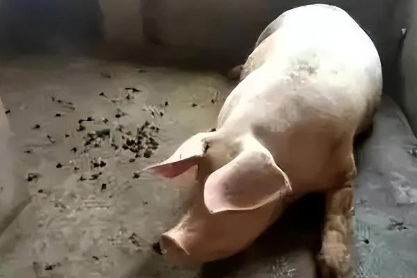 仔猪胀气的原因，可能是运动不足、青绿饲料喂的较少等