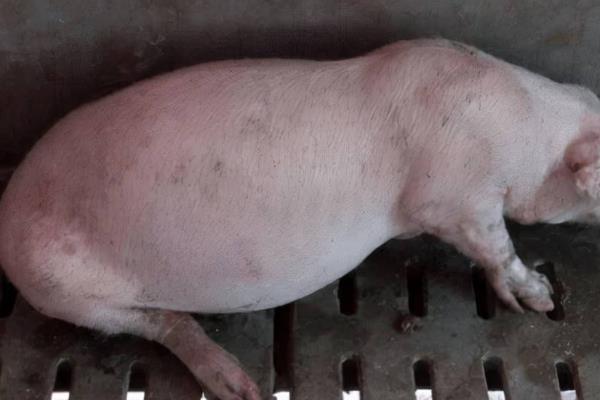 仔猪胀气的原因，可能是运动不足、青绿饲料喂的较少等