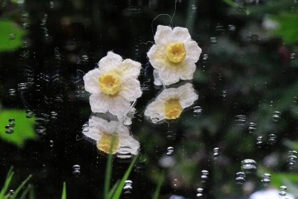 水仙花在什么季节开，一般在春节前后开花